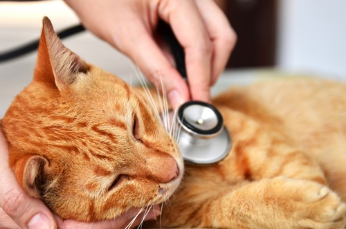 Wellness Exams Albert Lea, MN